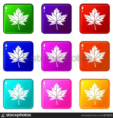 Maple leaf icons of 9 color set isolated vector illustration. Maple leaf icons 9 set