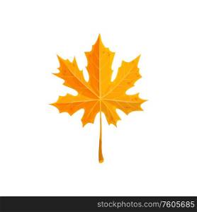 Maple leaf isolated bright yellow autumn foliage. Vector acer fallen leafage, fall plant. Leaf of maple tree isolated autumn fallen foliage