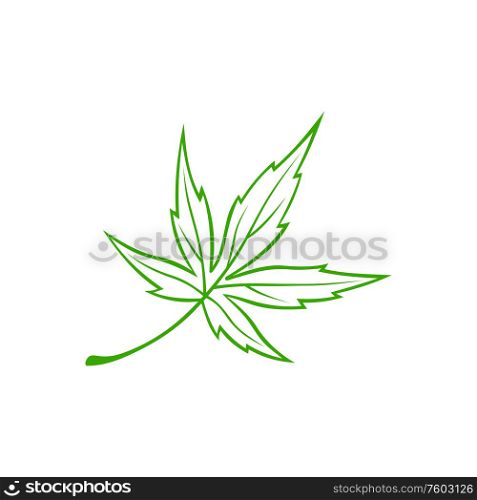 Maple leaf isolated outline green icon. Vector spring foliage, hand drawn plant element. Leaf of maple tree isolated foliage