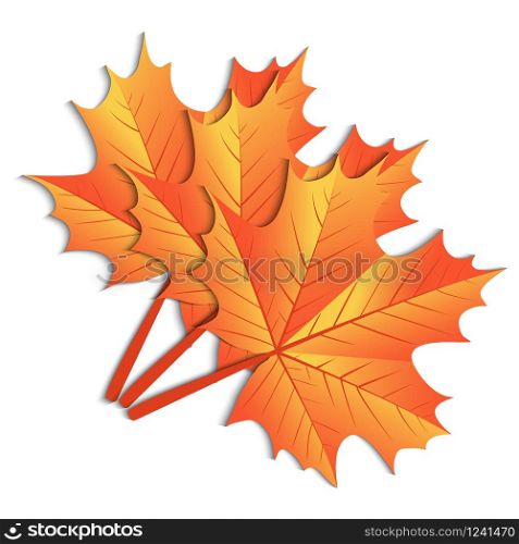 maple leaf on a white background
