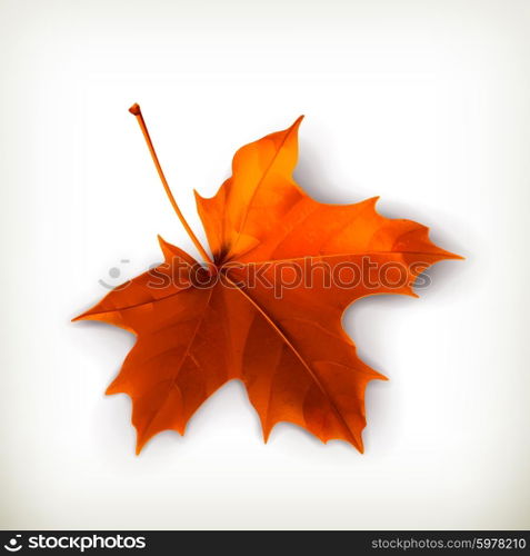 Maple leaf, vector