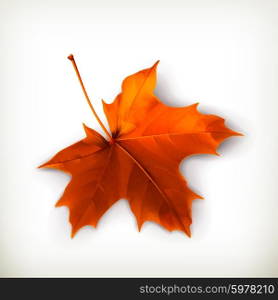 Maple leaf, vector