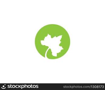 Maple leaf vector icon illustration