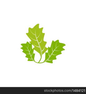 Maple leaf vector illustration design template