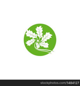 Maple leaf vector illustration design template