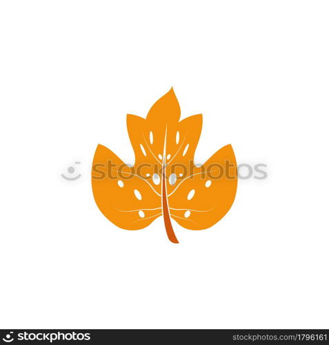 Maple leaf vector illustration design template