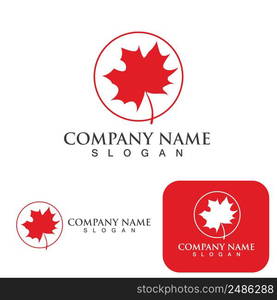 Maple leaf vector illustration design template