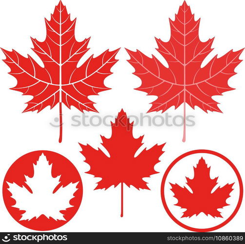 Maple leaf vector image