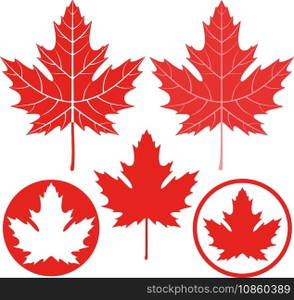 Maple leaf vector image