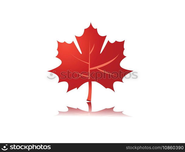 Maple leaf vector image
