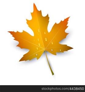Maple Leaf with raindrops on a white background. Autumn red maple leaf, a symbol of &#xA;autumn. Change element banner seasons. Part of nature, flora. Stock vector illustration