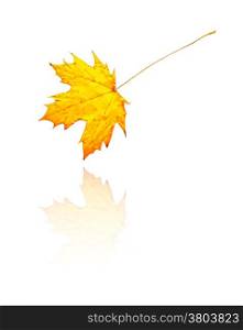 maple leaf with yellow, orange colors, vector. maple leaf