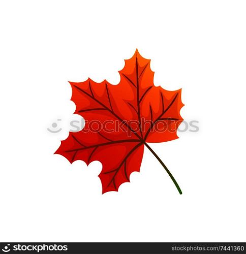 Maple leaves and autumnal symbol icon vector. Natural botanical decorative elements, fall foliage autumn trees in park. Signs of winter approaching. Maple Leaves and Autumnal Symbol Isolated Icon Vector