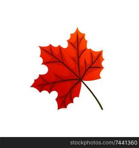 Maple leaves and autumnal symbol icon vector. Natural botanical decorative elements, fall foliage autumn trees in park. Signs of winter approaching. Maple Leaves and Autumnal Symbol Isolated Icon Vector