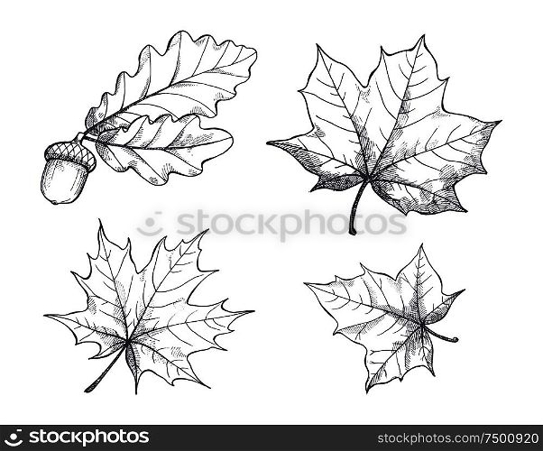 Maple leaves monochrome sketches outline isolated icons set vector. Drawing and autumn decoration, acorn hanging on branch. Defoliation in fall season. Maple Leaves Monochrome Sketches Isolated Vector