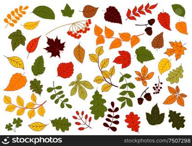 Maple, oak, birch, linden and herbs leaves set in red, yellow and orange autumn colors. Maple, oak, birch, linden and herbs leaves