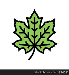maple tree leaf color icon vector. maple tree leaf sign. isolated symbol illustration. maple tree leaf color icon vector illustration
