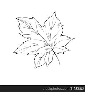 Maple tree leaf hand drawn vector illustration. Thanksgiving day, autumn season, Canada outline symbol closeup. Forest flora, herbarium element monochrome drawing isolated on white background. Maple tree leaf coloring book vector illustration
