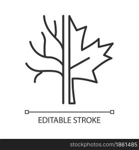 Maple tree linear icon. Official canadian emblem. Species of trees in Canada. Maple leaf symbol. Thin line customizable illustration. Contour symbol. Vector isolated outline drawing. Editable stroke. Maple tree linear icon