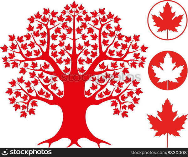 Maple tree vector image