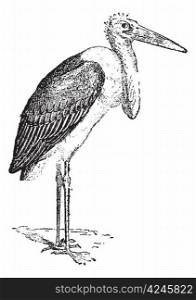 Marabou Stork or Leptoptilos crumeniferus, vintage engraved illustration. Dictionary of Words and Things - Larive and Fleury - 1895