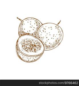 Maracuya isolated whole and cut passion fruit sketch. Vector cross section of exotic food dessert. Passion fruit or maracuya isolated tropical food