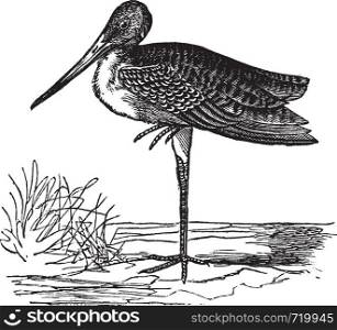 Marbled Godwit or Limosa fedoa, vintage engraving. Old engraved illustration of Marbled Godwit in the meadow.