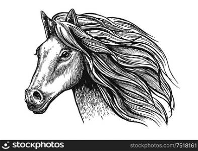 Mare or stallion young horse head sketch with eager look and bushy mane, thoughtful glance and beautiful neck. For fauna themes and wildlife symbol, mascot design or equestrian sport. Mare or stallion young horse head sketch with mane
