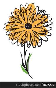Marigold drawing, illustration, vector on white background.