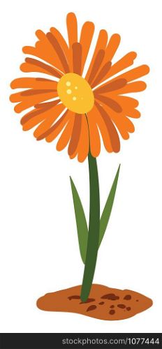 Marigold flower, illustration, vector on white background.