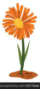 Marigold flower, illustration, vector on white background.