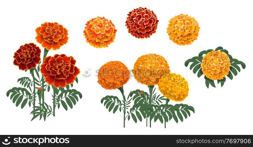 Marigold flowers blossoms, leaves and buds. Red and orange tagetes or cempasuchil blooming flowers, Mexican Dia de los Muertos, Day of Dead holiday and Indian Diwali festival vector floral decorations. Marigold or tagetes blooming red and orange flower