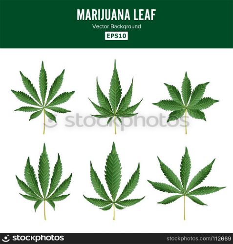 Marijuana Green Leaf Vector. Medicinal Herbs Collection. Cannabis Sativa or Cannabis Indica Illustration Isolated On White Background. Graphic Design Element For Printables, Web, Prints, T-shirt.. Marijuana Green Leaf Vector. Medicinal Herbs Collection. Cannabis Sativa or Cannabis Indica Illustration Isolated On White Background. Graphic Design Element For Printables, Web, Prints