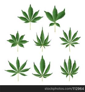 Marijuana Green Leaf Vector. Medicinal Herbs. Marijuana Green Leaf Vector. Medicinal Herbs Collection. Cannabis Sativa or Cannabis Indica Illustration Isolated On White Background. Graphic Design Element For Printables, Web, Prints