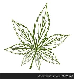 Marijuana sketch, illustration, vector on white background.