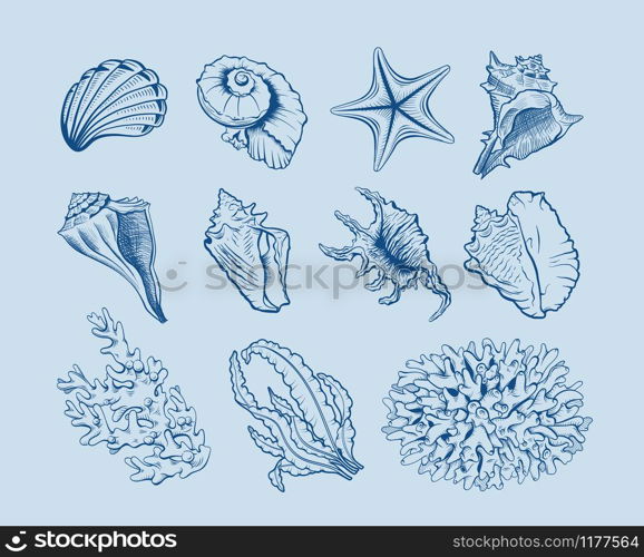 Marine life hand drawn vector illustration set. Seashells, scallops freehand drawings on blue background. Corals, reef ecosystem fauna, seaweeds, laminaria engraved outlines. Poster design element. Marine fauna and flora illustrations set