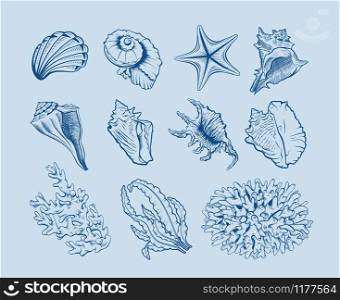 Marine life hand drawn vector illustration set. Seashells, scallops freehand drawings on blue background. Corals, reef ecosystem fauna, seaweeds, laminaria engraved outlines. Poster design element. Marine fauna and flora illustrations set