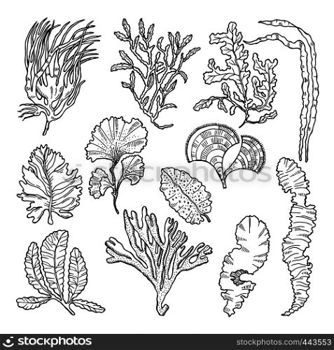 Marine sketch with different underwater plants. Underwater sea plant sketch, vector illustration. Marine sketch with different underwater plants