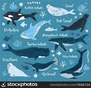 Marine whales. Dolphin, killer whale, narwhal, sperm whale and walrus, ocean undersea world animals. Underwater mammals vector illustrations. Aquatic creatures with corals and seaweed. Marine whales. Dolphin, killer whale, narwhal, sperm whale and walrus, ocean undersea world animals. Underwater mammals vector illustrations