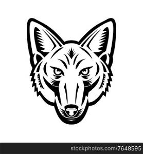 Mascot black and white illustration of head of a Jackal or sometimes called American jackal viewed from front on isolated background in retro woodcut style.. Head of American Jackal Front View Retro Woodcut Black and White