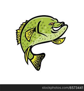 Mascot icon illustration of a crappie, papermouth, strawberry bass, speckled bass, specks, speckled perch, crappie bass, calico bass jumping up viewed from side on isolated background in retro style.. Crappie Fish Mascot