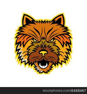 Mascot icon illustration of a head of an angry and aggressive Norwich Terrier dog viewed from on isolated background in retro style.. Norwich Terrier Mascot Front