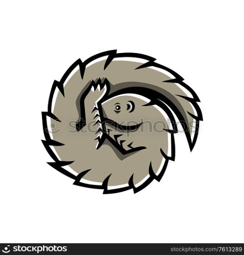 Mascot icon illustration of a pangolin also known as scaly anteater, a mammal covered in hard protective scales made of keratin, curled or curling on isolated background in retro style.. Pangolin Scaly Anteater Curled Mascot