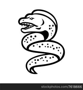 Mascot icon illustration of an angry moray eel or muraenidae with pharyngeal jaw going up viewed from side on isolated background in retro black and white style.. Angry Moray Eel Sports Mascot Retro Black and White