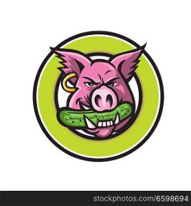 Mascot icon illustration of head of a wild pig, boar or hog biting a pickle or gherkin, a pickled cucumber viewed from front set in circle on isolated background in retro style.. Wild Pig Biting Pickle Circle Mascot