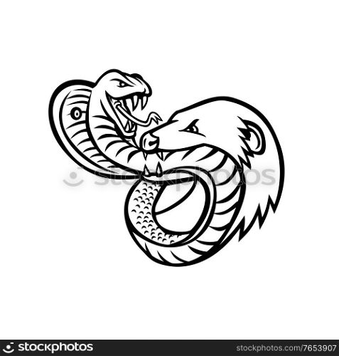 Mascot illustration of a venomous king cobra snake and mongoose fighting, biting and attacking each other viewed from front on isolated background in retro black and white style.. King Cobra Snake and Mongoose Fighting Biting and Attacking Mascot Retro Black and White
