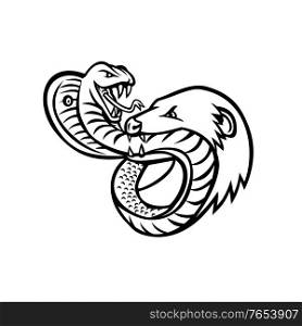 Mascot illustration of a venomous king cobra snake and mongoose fighting, biting and attacking each other viewed from front on isolated background in retro black and white style.. King Cobra Snake and Mongoose Fighting Biting and Attacking Mascot Retro Black and White