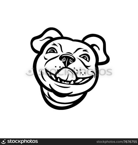 Mascot illustration of head of a Boston terrier breed of dog smiling and licking his nose viewed from front on isolated background in retro black and white style.. Head of Boston Terrier Breed of Dog Smiling and Licking His Nose Mascot Retro Style