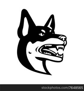 Mascot illustration of head of an Australian Kelpie, Kelpie, Barb or Farmer Dog, an an Australian sheep dog viewed from side on isolated background in retro black and white style.. Head of Australian Kelpie Barb or Farmer Dog Mascot Black and White