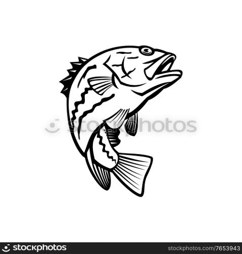 Mascot illustration of West Australian dhufish, Glaucosoma hebraicum, Westralian jewfish or West Australian pearl perch, a fish species in Glaucosomatidae jumping up in black and white retro style.. West Australian Dhufish Glaucosoma Hebraicum Westralian Jewfish or West Australian Pearl Perch Jumping Mascot Black and White